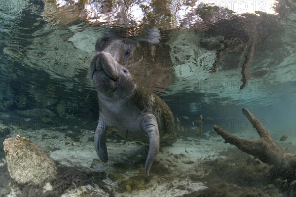 West Indian Manatee (Trichechus manatus)