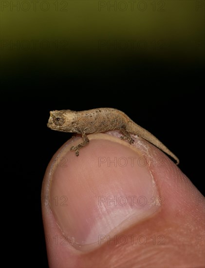 Mount d'Ambre Leaf Chameleon (Brookesia tuberculata)