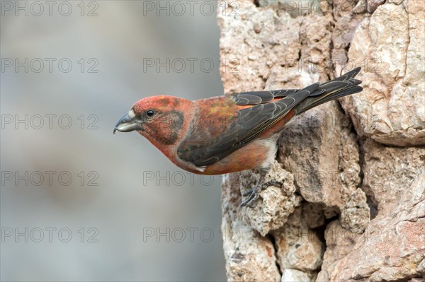 Red Crossbill (Loxia curvirostra)