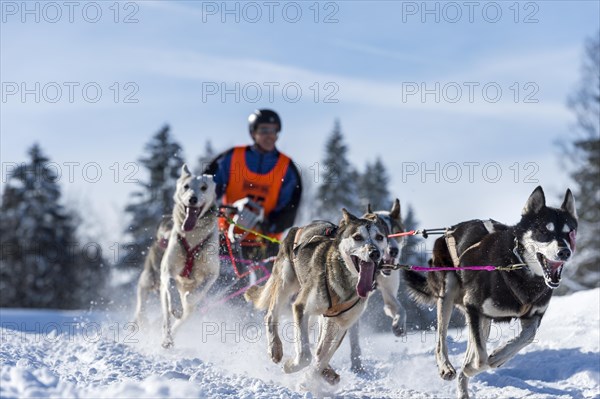 Sled dog racing