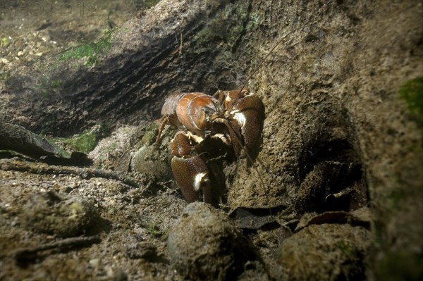 Signal crayfish (Pacifastacus leniusculus) in a mussel field