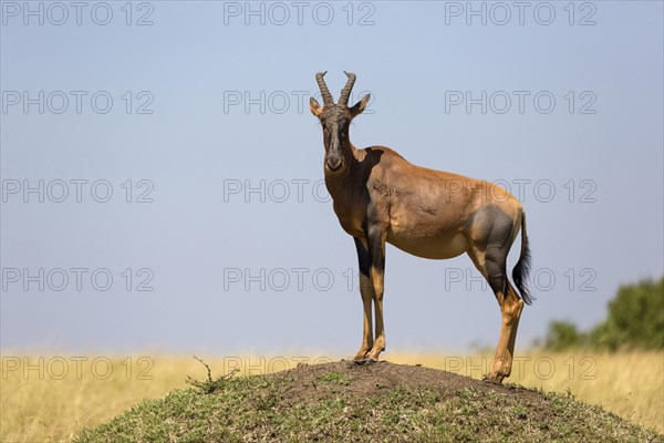 Topi (Damaliscus lunatus jimela)