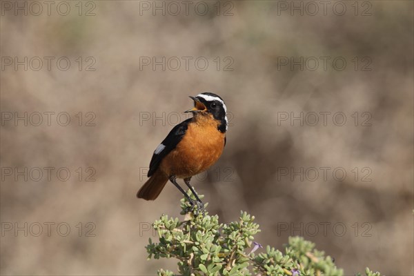 Moussier's Redstart (Phoenicurus moussieri) adult male