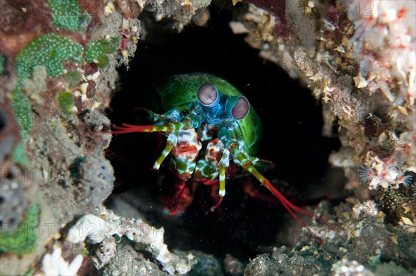 Smashing Mantis Shrimp (Odontodactylus scyllarus)