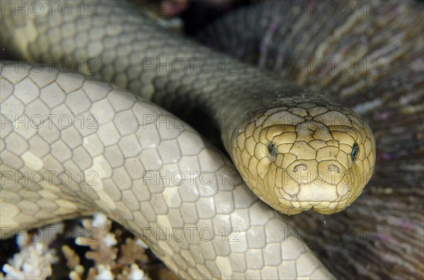 Olive Sea Snake (Aipysurus laevis)