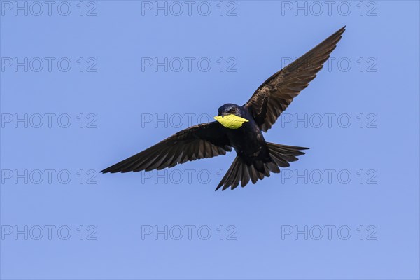 Purple martin (Progne subis)