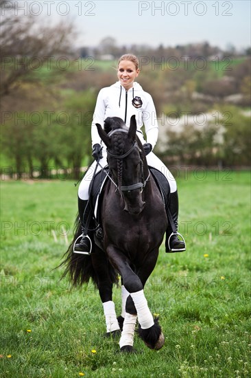 Friesian or Frisian horse