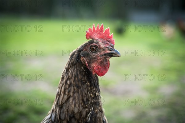 'Limousine Blue' hen on free-range poultry farm