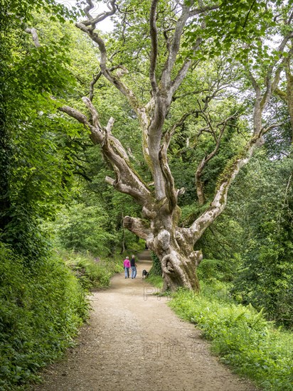 Old gnarled tree in the Lost Gardens of Heligan