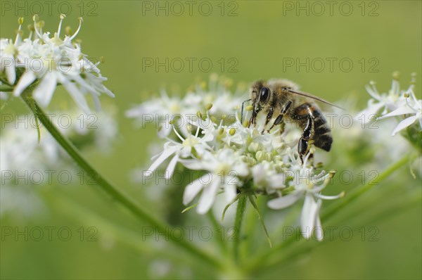Honey Bee (Apis mellifera) feeding on nectar from a Hogweed flower (Heracleum sphondylium)