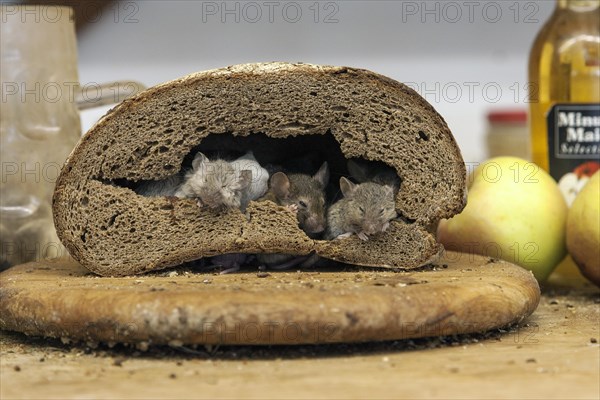 Mice inside a bread loaf