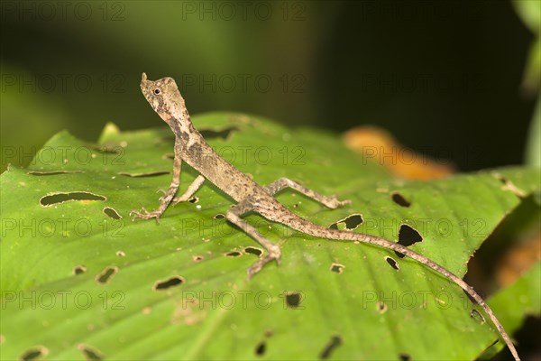 Ornate Earless Agama