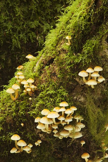 Bleeding Fairy Helmets (Mycena haematopus) growing on a mossy tree trunk