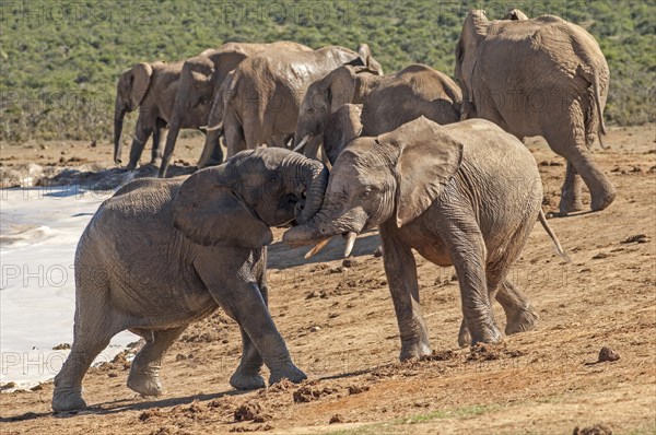 African Elephants (Loxodonta africana)