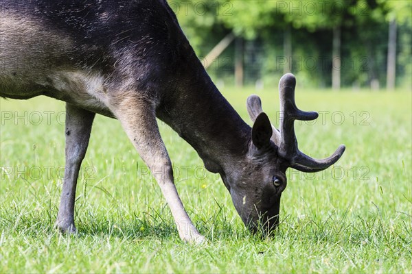 Young Fallow Deer (Dama dama)