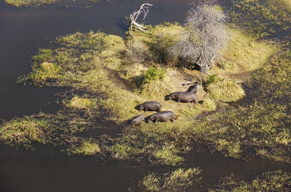 Hippopotamuses (Hippopotamus amphibius)