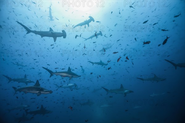 Scalloped hammerhead shark (Sphyrna lewini)