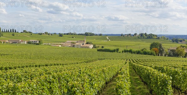 Vineyard Mazerat