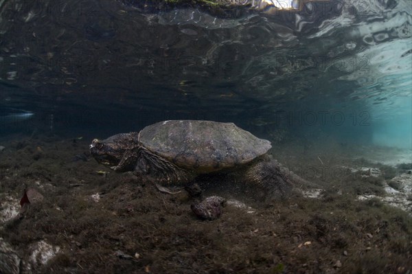 Common Snapping Turtle (Chelydra serpentina)