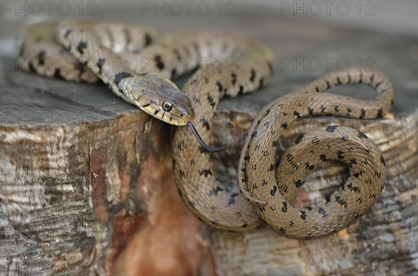 Grass Snake (Natrix natrix heveltica)