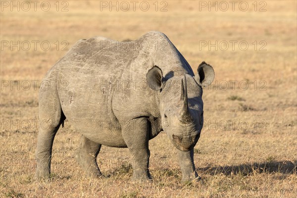 Black Rhinoceros (Diceros bicornis) adult