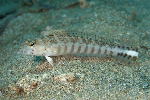 Yellowbar sandperch (Parapercis xanthozona) adult