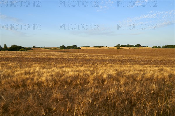 Barley (Hordeum vulgare) crop