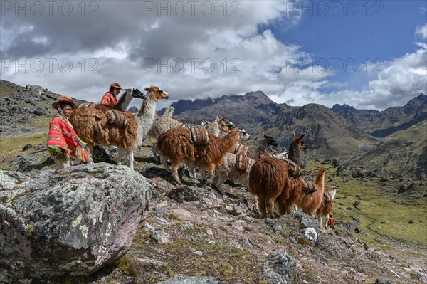 Indio drives Llama (Lama glama) loaded with bags