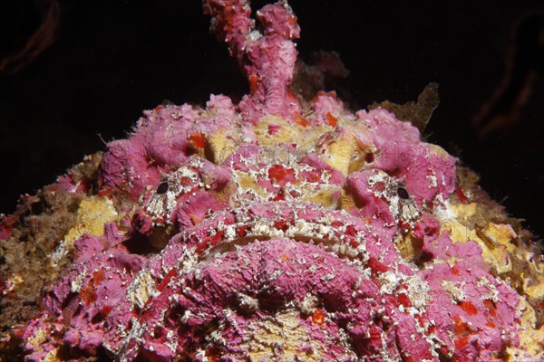 Reef stonefish (Synanceia verrucosa)