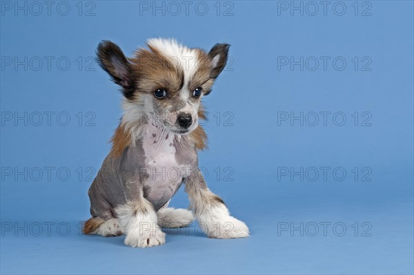 Chinese Crested Dog