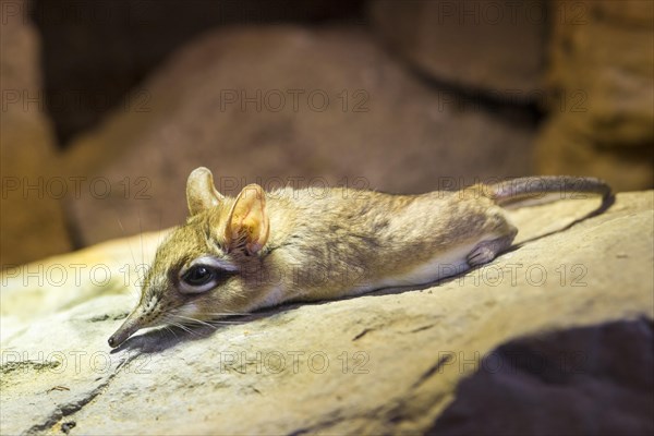 Long-eared Elephant Shrew (Elephantulus)