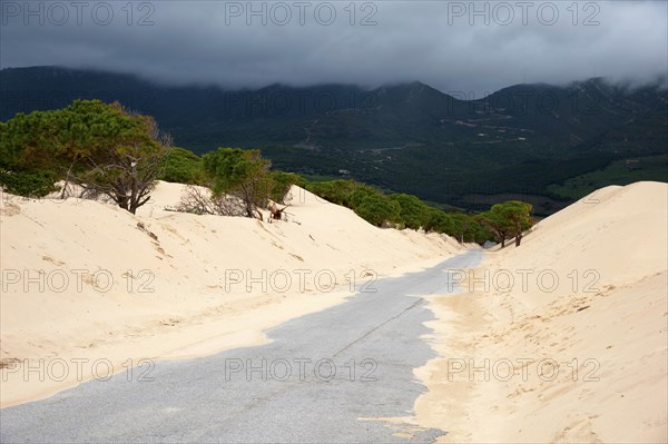 Wandering dune of Bolonia