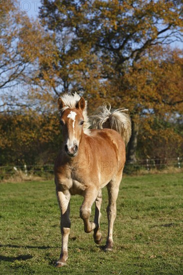 Haflinger horse