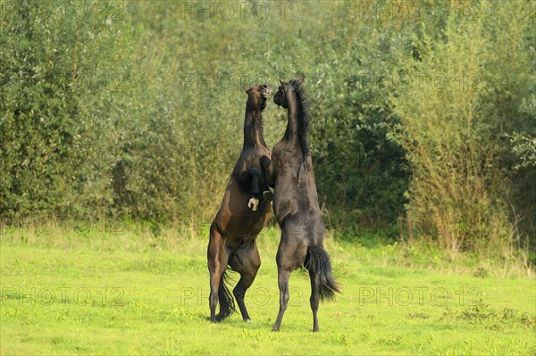 Two young horses fighting