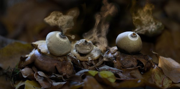 Earth Stars (Geastrum triplex)