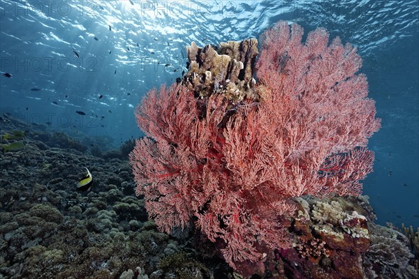 Coral reef drop to block with Knotted Fan Coral (Melithea ochracea)