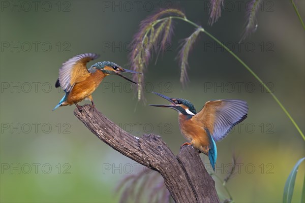 Kingfishers (Alcedo atthis)