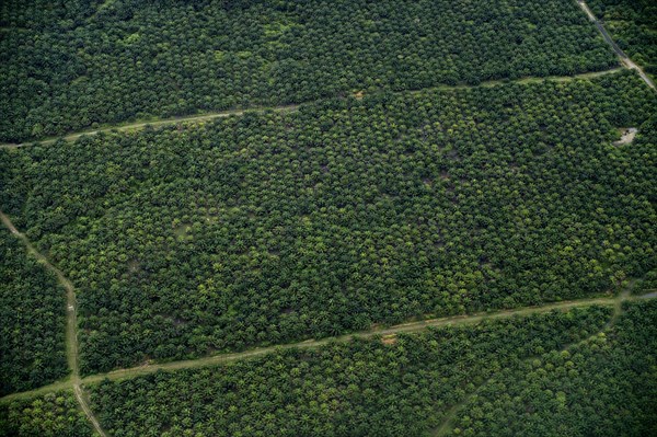 Plantation of oil palms (Elaeis guineensis) for the production of palm oil