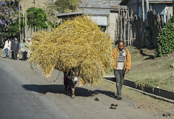 Donkey laden with straw