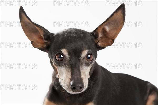 Pinscher