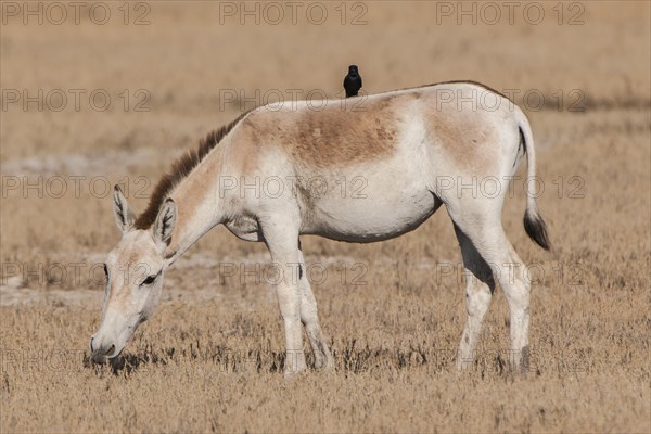 Onager or Asiatic wild ass (Equus hemionus)