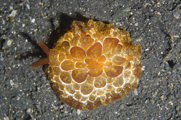 Forsskal's Pleurobranch (Pleurobranchus forskalii) on black sand