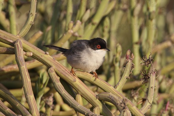 Sardinian Warbler (Sylvia melanocephala) adult male