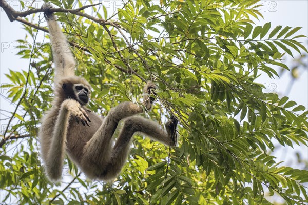 Western hoolock gibbon (Hoolock hoolock)