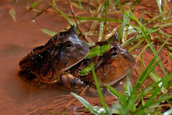 Amazonian horned frogs (Ceratophrys cornuta)