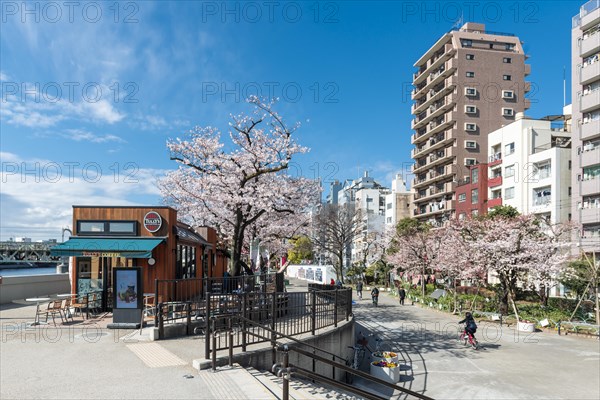 Sumida Park with flowering cherry trees