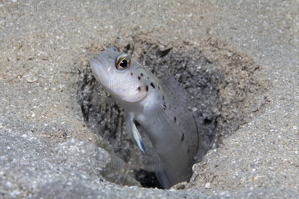 Ambanoro prawn-goby (Vanderhorstia ambanoro) watching over digging blind crab partner