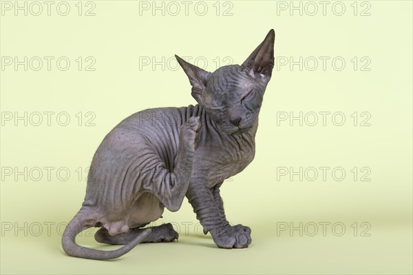 Donskoy cat or Don Sphynx