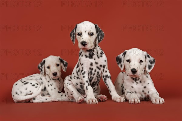 Three Dalmatian puppies