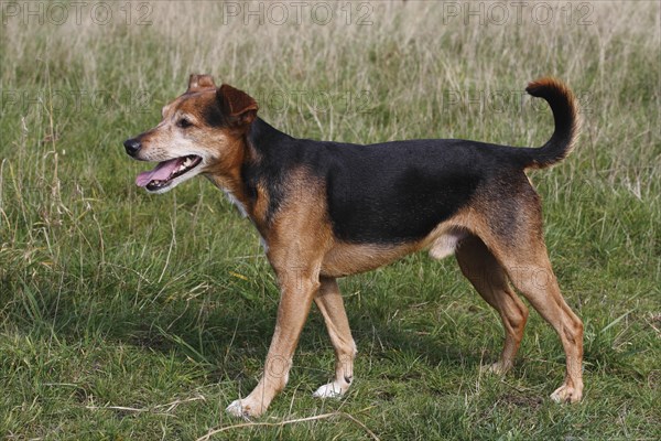 Spitz Pinscher Mixed Breed